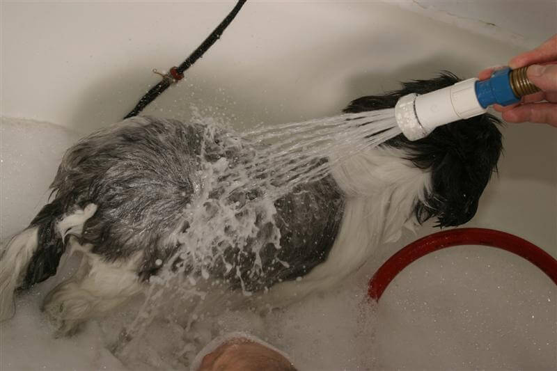 Bain et traitements Spa pour chien
