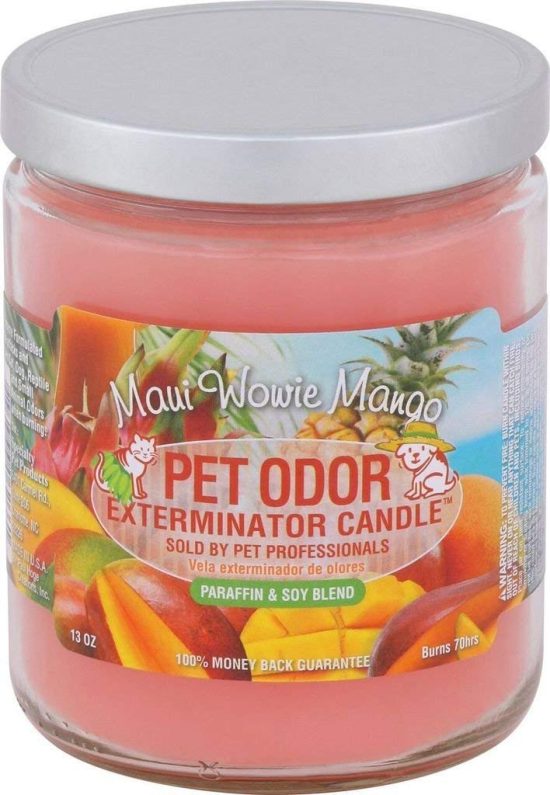 Pet odor exterminator Candle Maui Wowie Mango